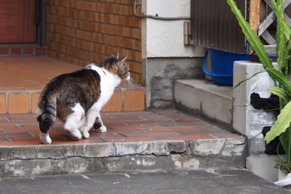 そしてお世話宅ももちゃん