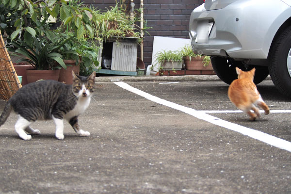 ホットの脇を駆け抜けるとーま