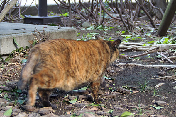 ロミ　歩く後ろ姿