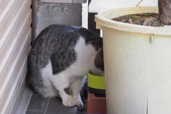 オンブレが食事中