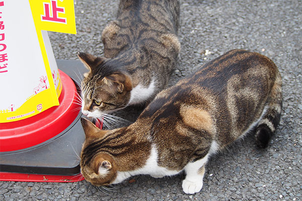 ネオンとライン　食べる