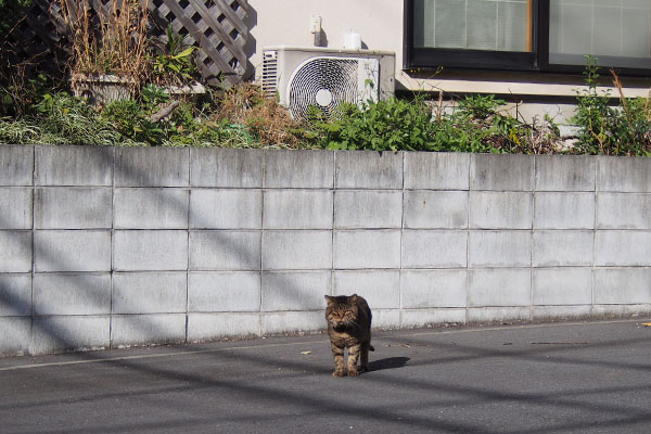 下りて来た　ロキ