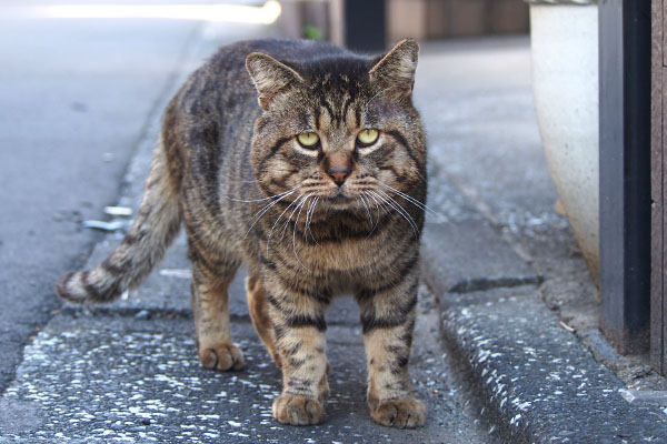 目で訴える　ロキ