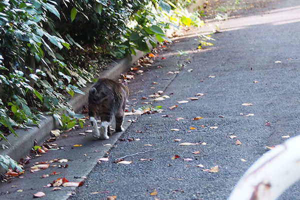 フォックス　気が付いてくれない