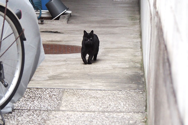 くろ太　駆けて来る