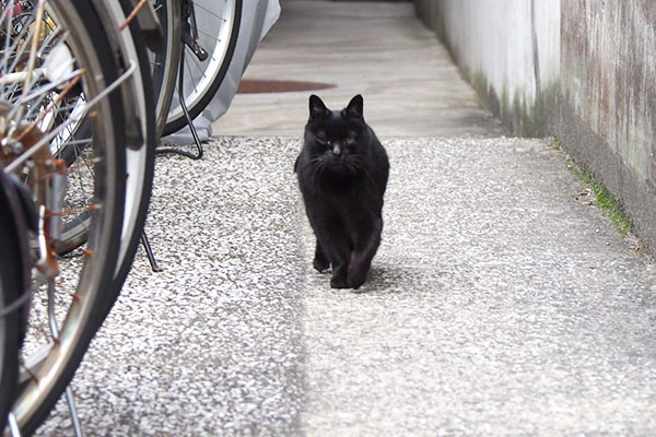 くろ太　駆けて来る２