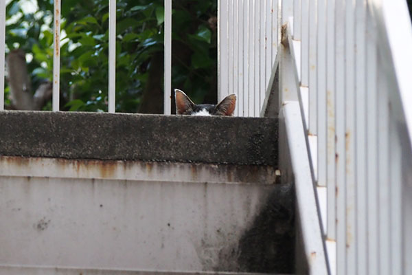 テン　階段上にお耳