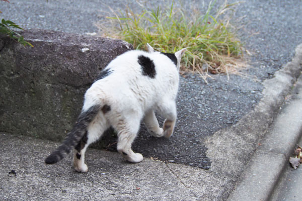 テン　移動　後ろ姿