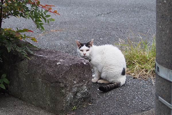 テン　ちまっとお座り