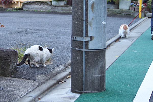 テン　わんこを見る