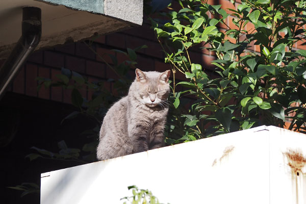 シピ　遠くから