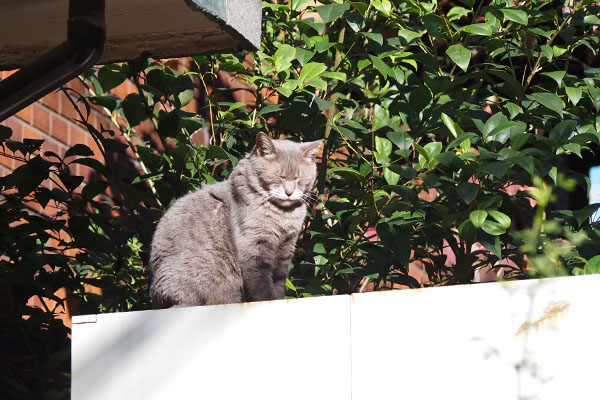 シピ　ちょっと横から