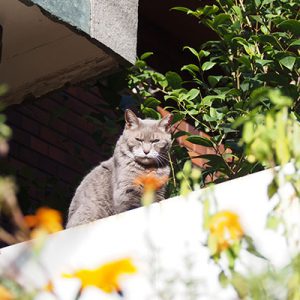 cipi in the sun