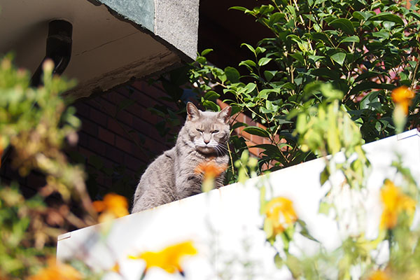 cipi in the sun