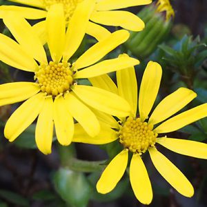 flower yellow daisy