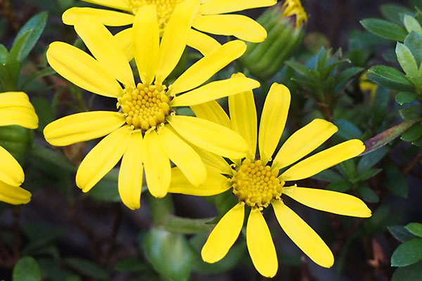 flower yellow daisy