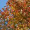 red leaves and sky flower