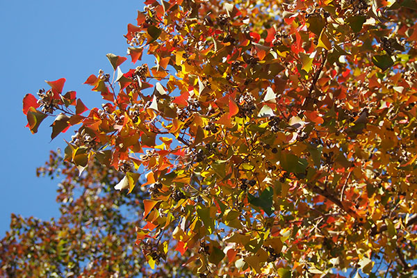 red leaves and sky flower