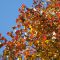 orange leaves and sky