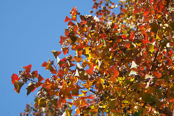 orange leaves and sky
