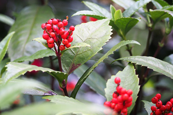 flower senryo red