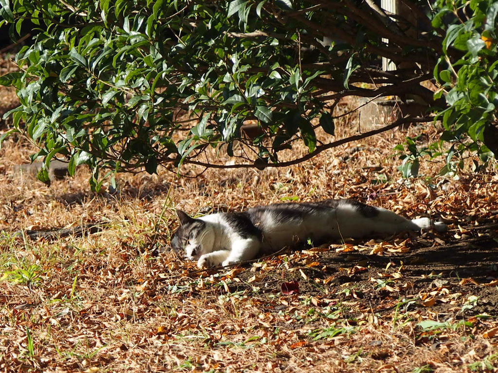 tantal napping in the sun 20201207
