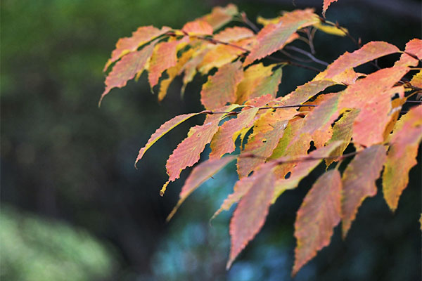 winter leaves flower red