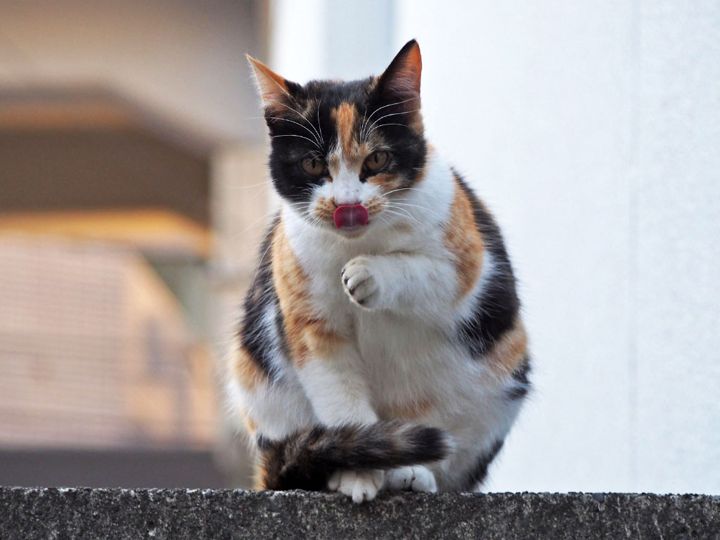 れもん　塀の上　正面