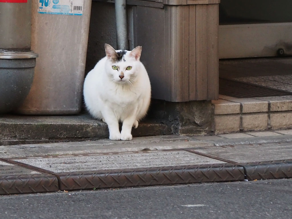 オーロラ　お餅