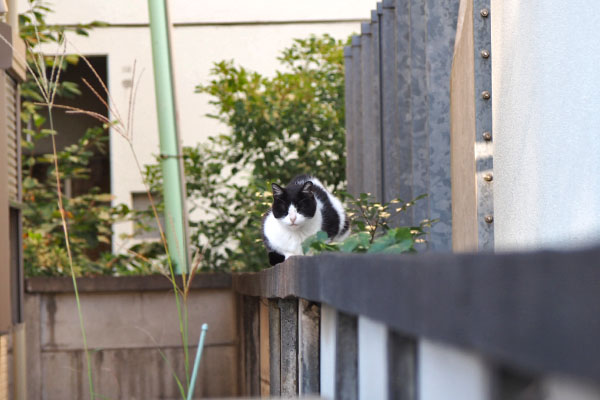 ニコル　塀の上　正面