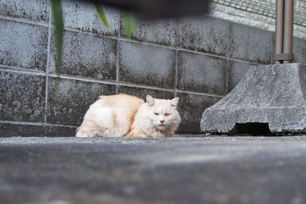 ナリコマ君　裏に居た