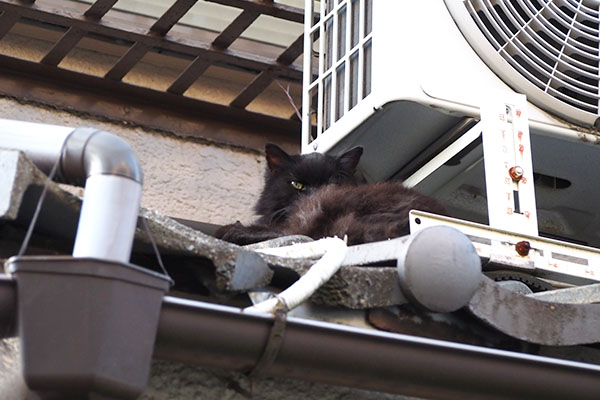 ハリマは屋根の上に