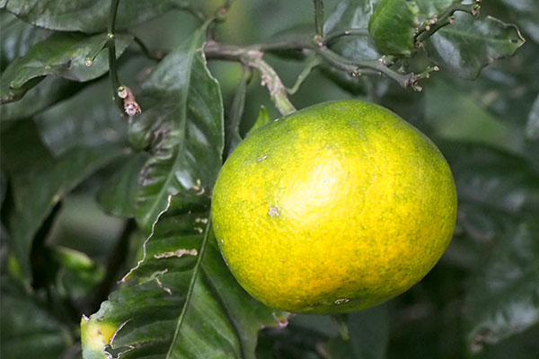 fruits mikan