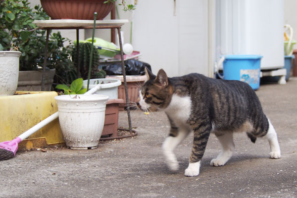 ホット　歩く