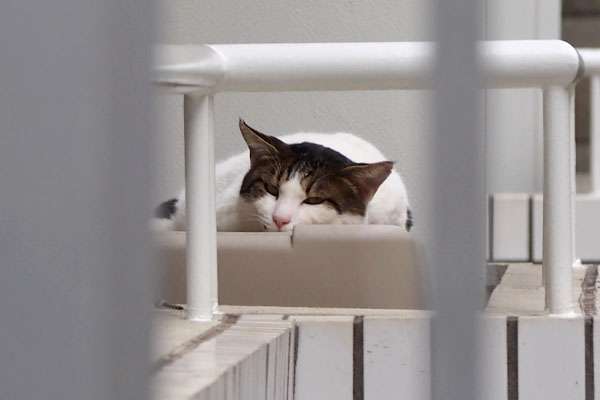 roof_napping