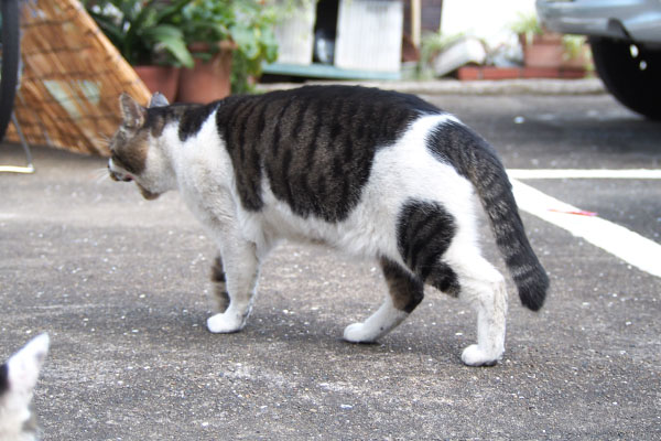 オンブレ　食べずに移動