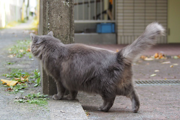 マフ　チラ見する