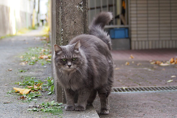 マフ　考え中