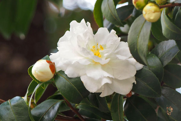 flower white cameria