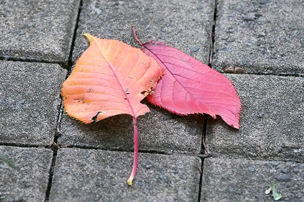 winter leaves red