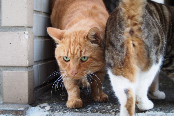 トトとネオンのお尻