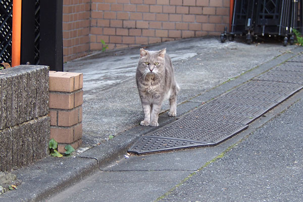 グリ　目が合って停止