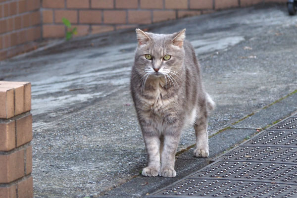 グリ　別の方向見てる