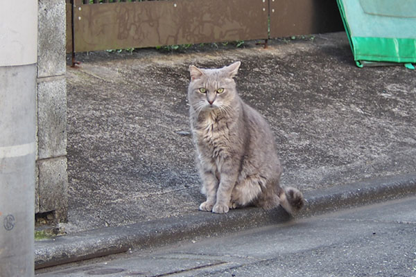 グリ　お座り