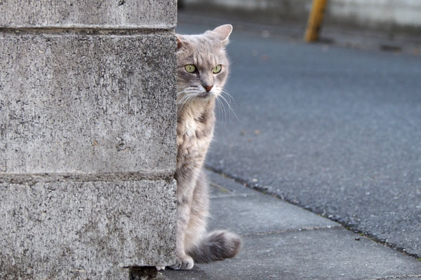 グリ　壁際で遠く見る