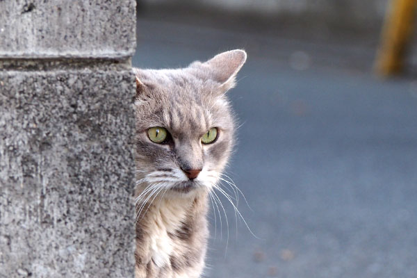 face of guri beside the wall