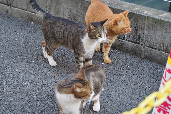 ラインはトトの隣りへ