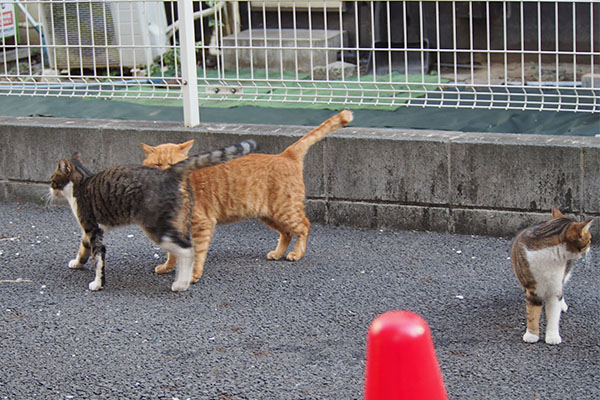 トトどうしても前にライン