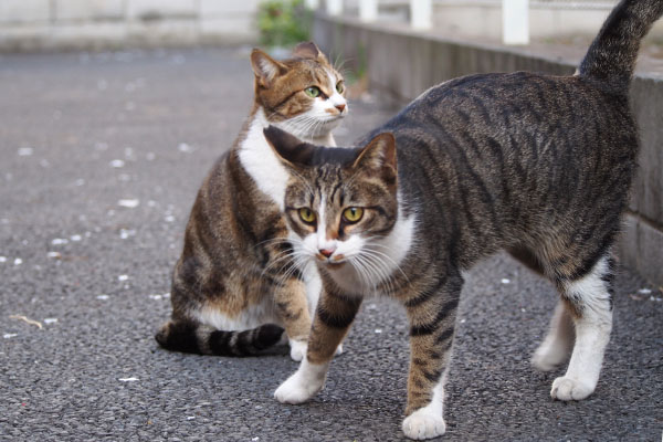 ネオン遠い目で手前ライン