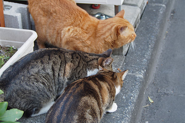 ３猫揃って　トトは確認